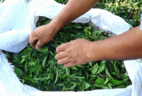   Les exportations azerbaïdjanaises de thé en hausse  