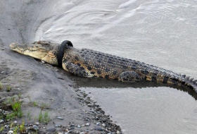 Casse-tête en Indonésie: un crocodile a un pneu coincé autour du cou