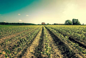  L'Azerbaïdjan augmente sa production agricole de 3,6% 