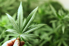 Le cannabis pourrait protéger contre le Covid-19, selon des scientifiques canadiens