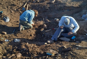 Argentine: les restes d'un nouveau petit dinosaure carnivore ailé découverts