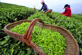  L’Azerbaïdjan a importé 14 000 mille tonnes de thé en 2020 