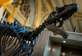 Le plus ancien titanosaure du monde découvert en Patagonie