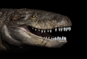 Des chercheurs expliquent pourquoi les crocodiles ont survécu aux dinosaures