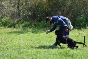  Le ministère turc de la Défense présente des chiens démineurs à l'Azerbaïdjan - VIDEO 