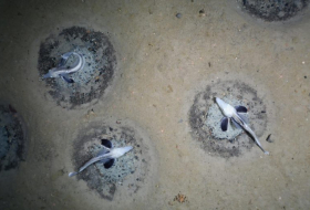 Une gigantesque colonie de reproduction de poissons a été découverte en Antarctique
