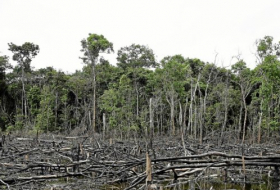UE : interdiction de l'importation de produits issus de la déforestation