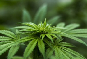   Allemagne : le Parlement valide la légalisation du cannabis récréatif  