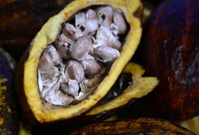 Le prix du cacao atteint un nouveau record historique, à 10.000 dollars la tonne à New York