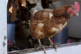 Grippe aviaire : les experts en pandémie s'inquiètent de la propagation à l'être humain