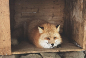 Au Japon, un village entièrement peuplé de renards remporte le concours du lieu le plus mignon de la planète - PHOTOS
