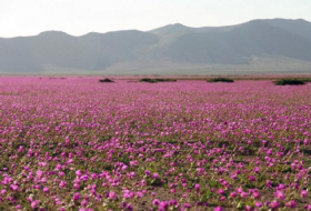 Chili:un désert transformé en champ de fleursPOHOTOS