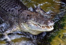 Un pêcheur sûrement tué par un crocodile