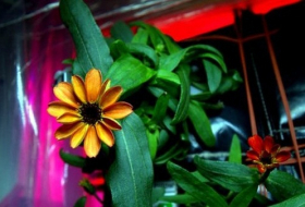 «Nouvelles formes de vie dans l’espace !» : la première fleur s’épanouit dans l’ISS