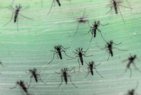 Le virus Zika se propage aux Etats-Unis, trois cas recensés à New York