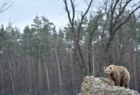 En Ukraine, une deuxième vie pour des ours maltraités