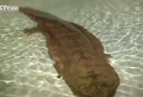 VIDEO Chine: Une salamandre géante de 200 ans retrouvée vivante