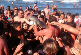 Un bébé dauphin meurt déshydraté à cause de trop nombreux selfies PHOTOS 
