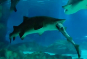 Un requin dévore son compagnon d`aquarium mais peine à le digérer VIDEO