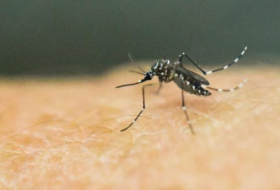 Zika: des malformations dramatiques pour l`enfant et de nombreuses questions