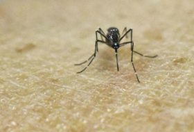 Zika: la lutte contre les moustiques abordée lors d`un colloque à Paris