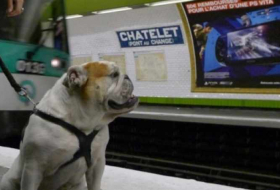 Paris: les gros chiens acceptés dans le métro