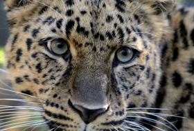 Un léopard attaque des villageois en Inde VIDEO