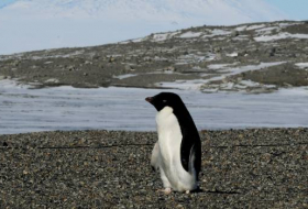 Antarctique : des milliers de poussins de manchots Adélie meurent de faim