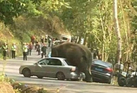 Après un chagrin d`amour, un éléphant abîme de rage 19 voitures en Chine VIDEO