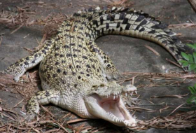 Un crocodile du zoo de Tunis tué à coups de pierres par des visiteurs