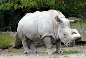 Un des quatre derniers rhinocéros blancs du Nord est mort