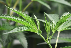 L'Australie va autoriser les exportations de cannabis thérapeutique