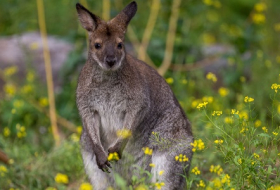 La police australienne recherche un kangourou en cavale
