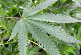 Le Luxembourg va légaliser le cannabis à usage thérapeutique