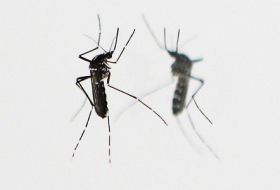 Le RU et Bill Gates annoncent un plan contre le paludisme de 4 milliards d`euros