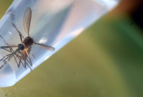 Le moustique vecteur du Zika redécouvert au Chili après 60 ans d`absence