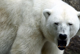 Le nombre d`ours polaires pourrait baisser d`un tiers d`ici à 2050