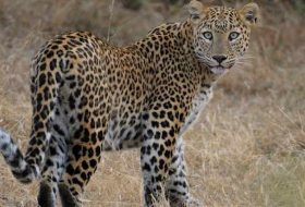 Un léopard oblige la fermeture temporaire de l’aéroport du Népal