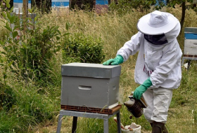 Les humains responsables d`une maladie qui décime les abeilles