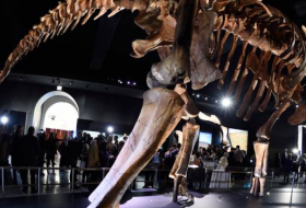 Une nouvelle espèce de dinosaure géant baptisée à New York