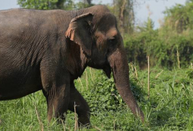Plus de 20 éléphants tués en Birmanie en 2017