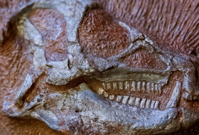 Un bout de cerveau fossilisé de dinosaure découvert pour la première fois