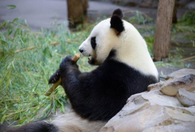 La naissance de pandas jumeaux, une première en France