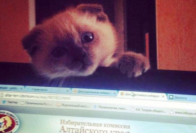 Russie: un chat s`invite dans une élection municipale en Sibérie