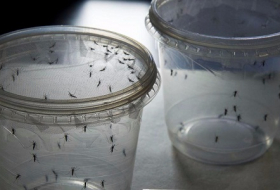 L`OMS appelle l`Europe à se prémunir contre le moustique