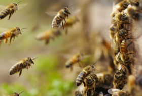 Les initiatives de l'UE n'ont pas enrayé le déclin des abeilles