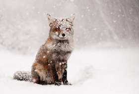 Même les animaux aiment la neige - VIDEO