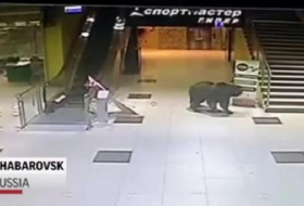 Un ours abattu alors qu`il cherchait de la nourriture dans un centre commercial