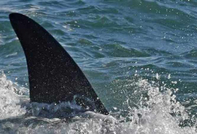 333 cétacés tués par des chasseurs de baleines