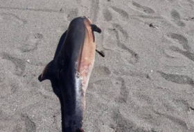Espagne : Des touristes tuent un bébé dauphin
